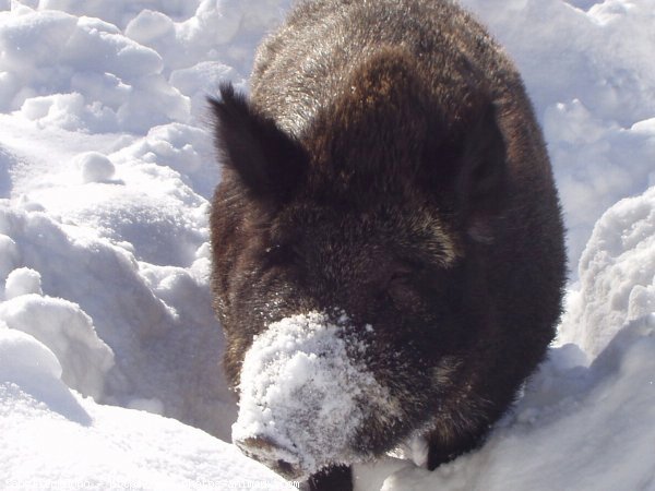  Image name: 10 Cinghiale.jpg 
 width: 600 pixel 
 height: 450 pixel 
 Size: 52531 bytes 
 Click to enlarge 